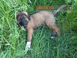 Pure Caucasian 4 months