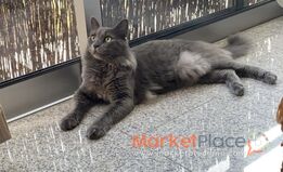 Longhaired blue Russian cat