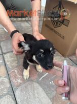 Πωλείται σκυλάκι Chihuahua