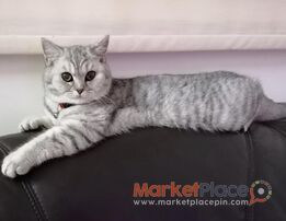 British shorthair