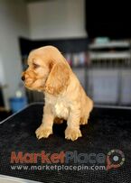 English Cocker Spaniel FCI PEDIGREE