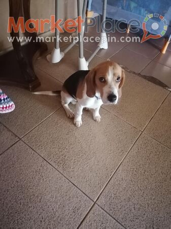 Beagle - Klonari, Limassol