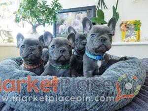 kc reg...French bulldog puppies ready now - Arsos, Limassol