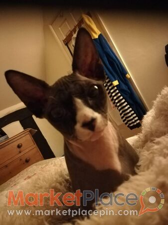 Female 4 year old Pure sphynx - Ayia Napa, Famagusta