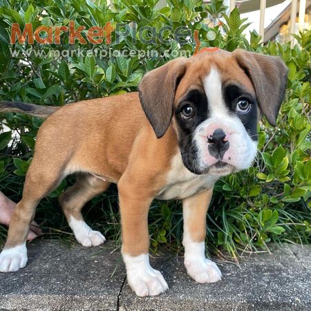 male and female Boxer puppies - Nicosia, Nicosia