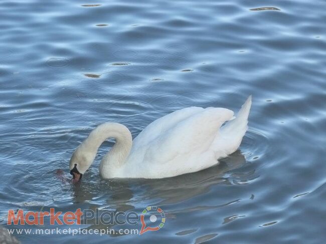 ΠΑΠΙΑ - Limassol Marina, Limassol