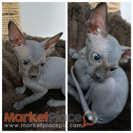 Canadian sphynx - Agia Fyla, Limassol
