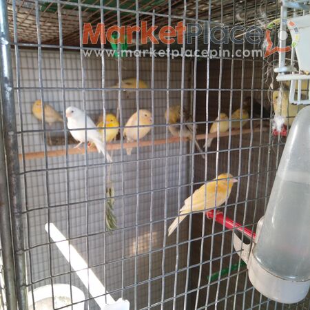 Kanarinia - Episkopi, Limassol