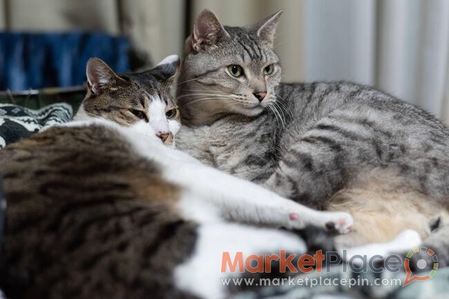 Cats for sale in Cyprus - 1.Limassol, Limassol