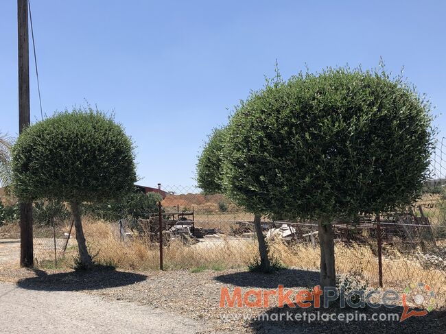 Πωλούνται 3 Ελιές. - Geri, Nicosia