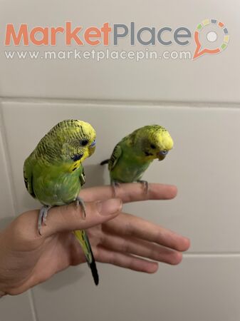 2 tamed male Budgies 2 month old δυο αρσερικα μερομενα budgie 2 μηνον - Dali, Nicosia