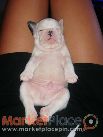 French bulldogs (χωρίς χαρτιά) - Geri, Nicosia