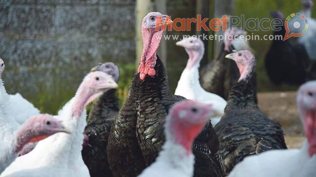 Πωλούνται Γαλοπούλες τηλ.99661773 - 1.Limassol, Limassol