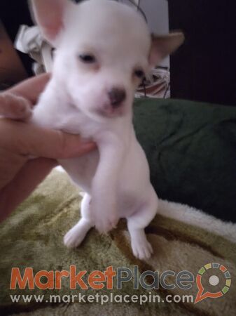 Chihuahuas - Mesa Geitonia, Limassol