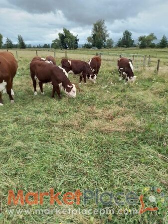 Hereford purebred weiner calves - 1.Limassol, Limassol
