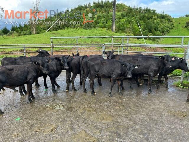 Angus Beef x werners 80 to fatten ( GST Inclusive ) Free Delivery - 1.Limassol, Limassol