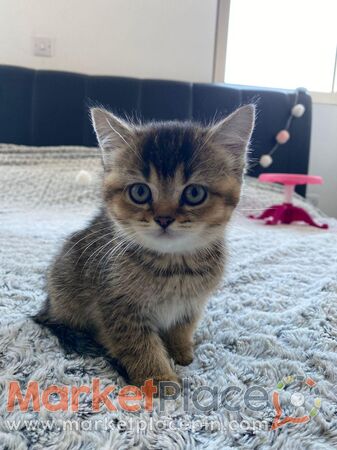 British Shorthair for sale - 2 girls - Lakatamia, Nicosia