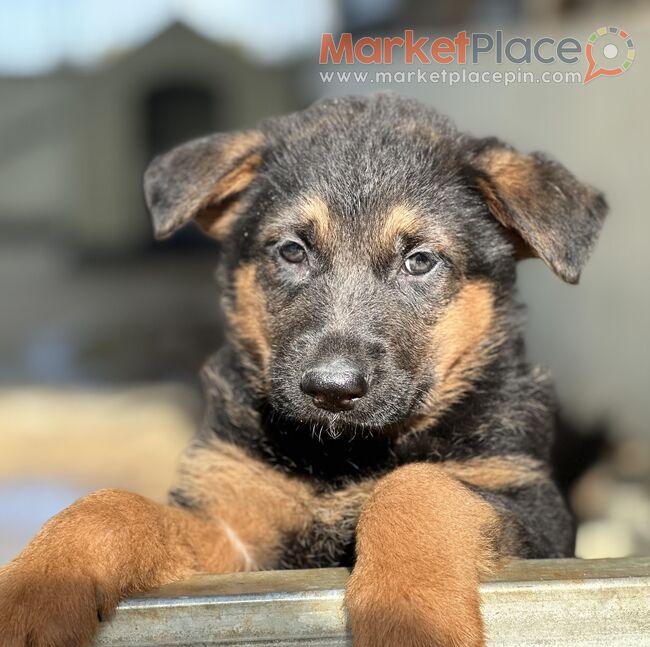 German Shepherd puppies - Pegeia, Paphos