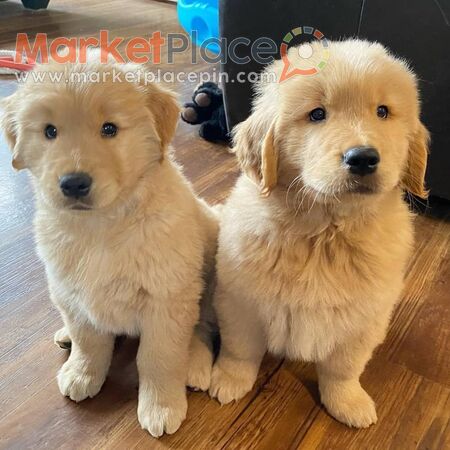Golden retriever puppies - Agia Eirini, Nicosia