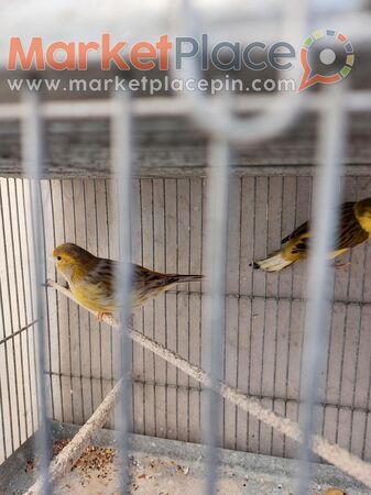 ΚΑΝΑΡΙΝΙΑ - Kato Polemidia, Limassol