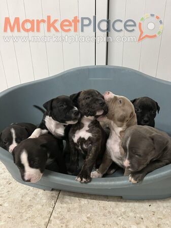 English Staffordshire bull terrier puppies - Lakatamia, Nicosia