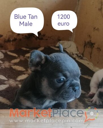Mini French Bulldog Puppies - Lakatamia, Nicosia