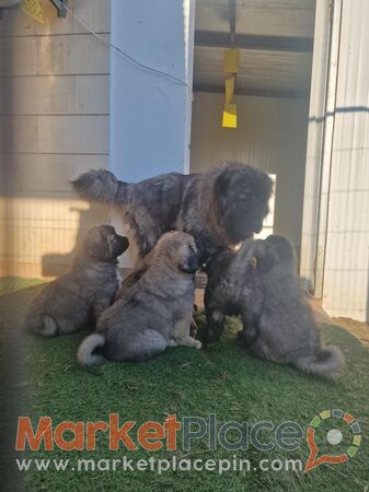 Καθαροαιμα σκυλακια Καυκασου - Kampia, Nicosia