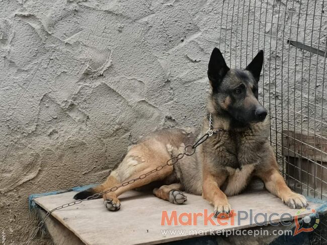 Καθαρόαιμα Belgian Malinois - Athienou, Larnaca