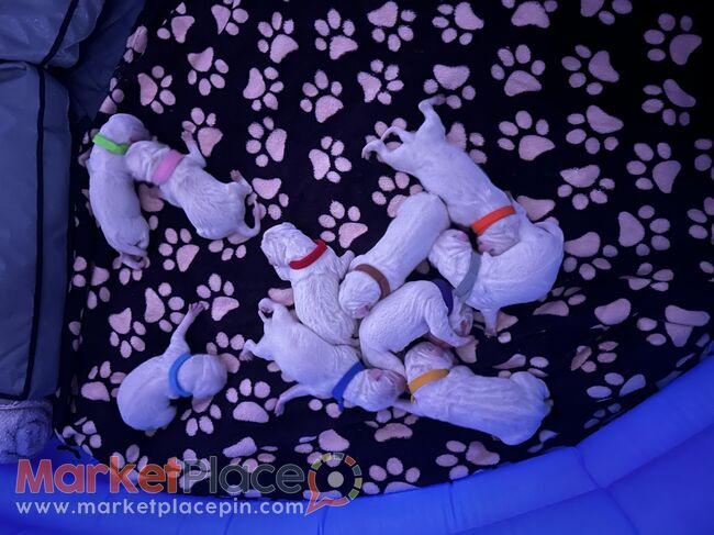 Dalmatian Puppies - Agia Fyla, Limassol