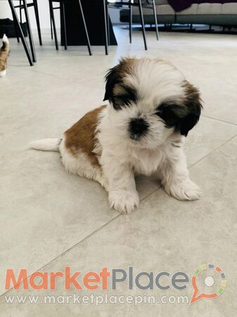 Shih Tzu Puppy - Latsia, Nicosia
