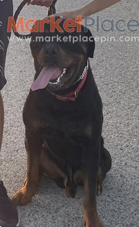 Polite - Dali, Nicosia