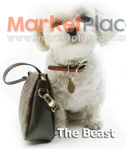 Maltase puppy for sale - Anafotia, Larnaca