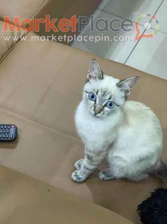 Beautiful cat for re-home - Agia, Nicosia