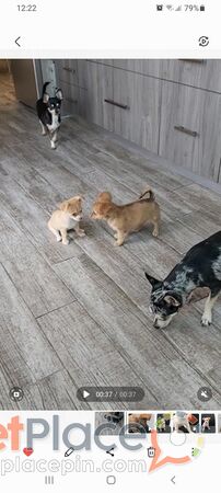 Original mini Chihuahua 2 months - Agios Ioannis, Limassol