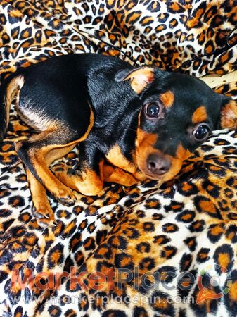 Mini pinscher 4months old - Oroklini, Larnaca