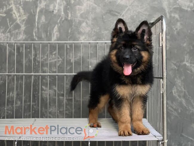 German Shepherd Puppies for sale - Agios Ioannis, Limassol