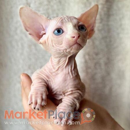 Sphynx Kittens for sale - Agios Ioannis, Limassol