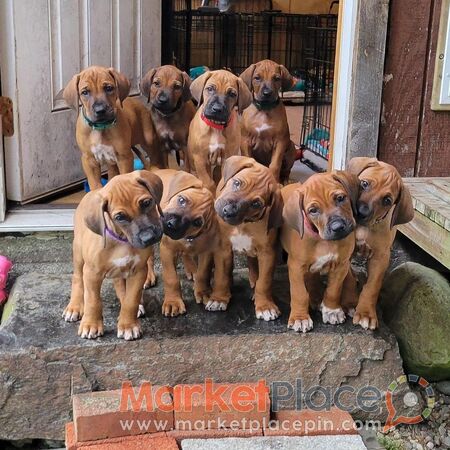 rhodesian ridgeback Puppies for sale - Agios Ioannis, Limassol