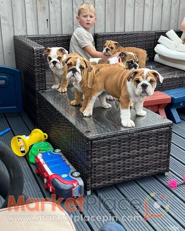 English Bulldog Puppies for Sale - Agios Ioannis, Limassol