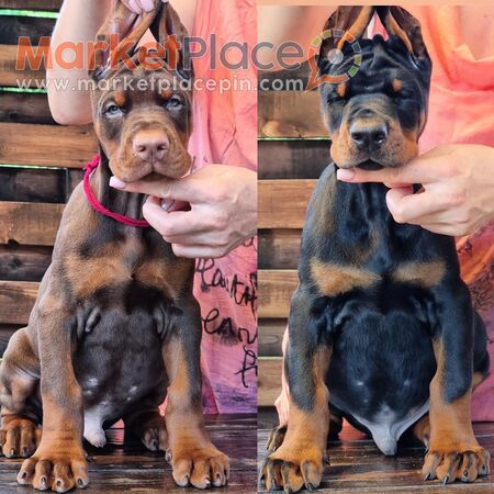 Doberman Pinscher Puppies - Agios Ioannis, Limassol