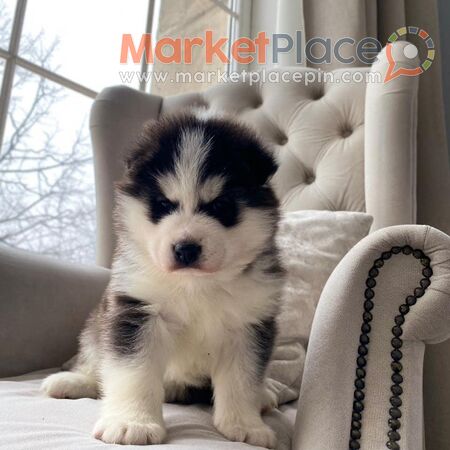 Pomsky Puppies Available - Agios Ioannis, Limassol