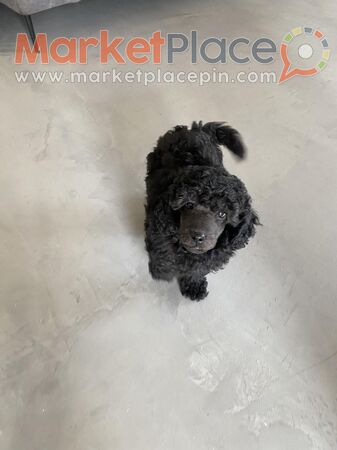Poodle male with pedigree - Lakatamia, Nicosia