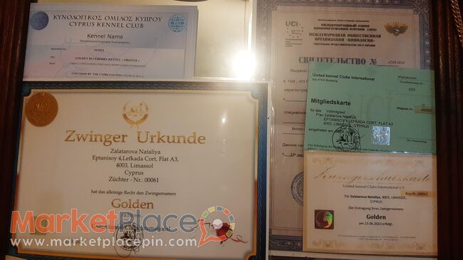 CHIHUAHUA - Limassol, Limassol