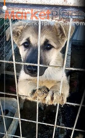 Πωλούνται 4 λυκοσκυλάκια ηλικίας 3 μηνών - Athienou, Larnaca