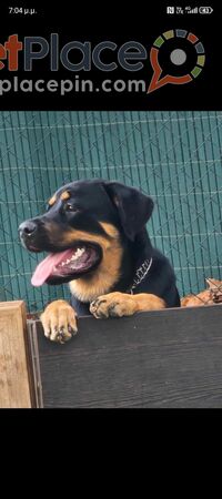 Rottwailer femalle - Lakatamia, Nicosia