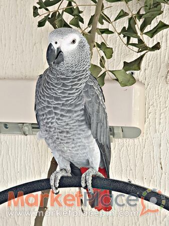 ΑFRICAN GRAY MALE - Strovolos, Nicosia