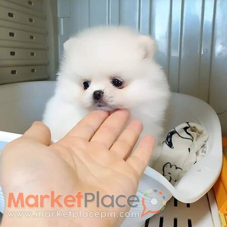 Pomeranian-mini - Nicosia, Nicosia