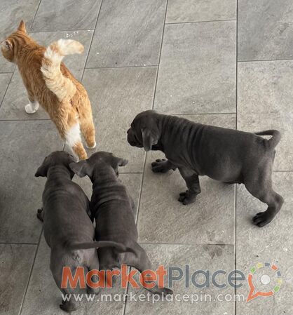 Καθαρόαιμα κουτάβια - Latsia, Nicosia