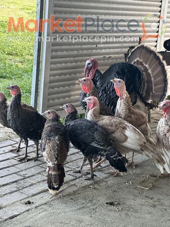 ΠΟΥΛΩ ζευγάρι γαλοπούλες - Tseri, Nicosia