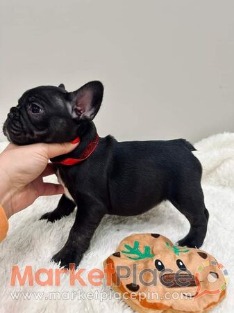 γαλλικό μπουλντόγκ - Anglisides, Larnaca